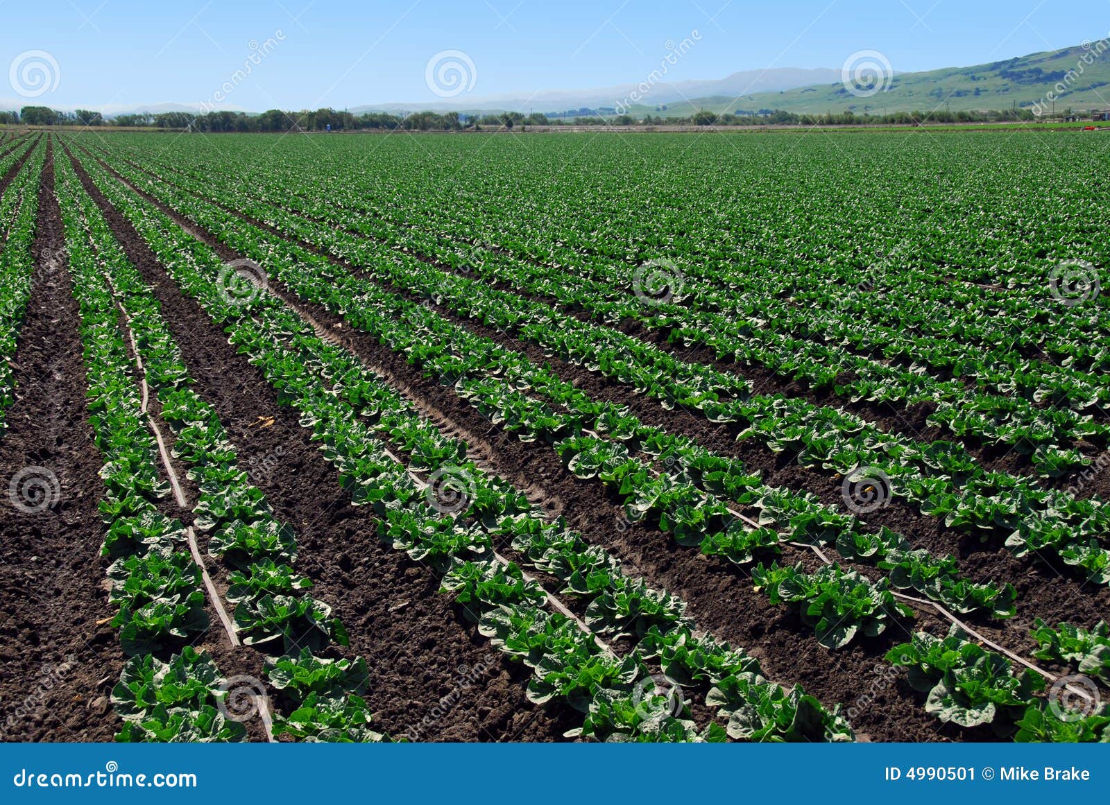 Planted Lettuce Crop stock image. Image of production 4990501