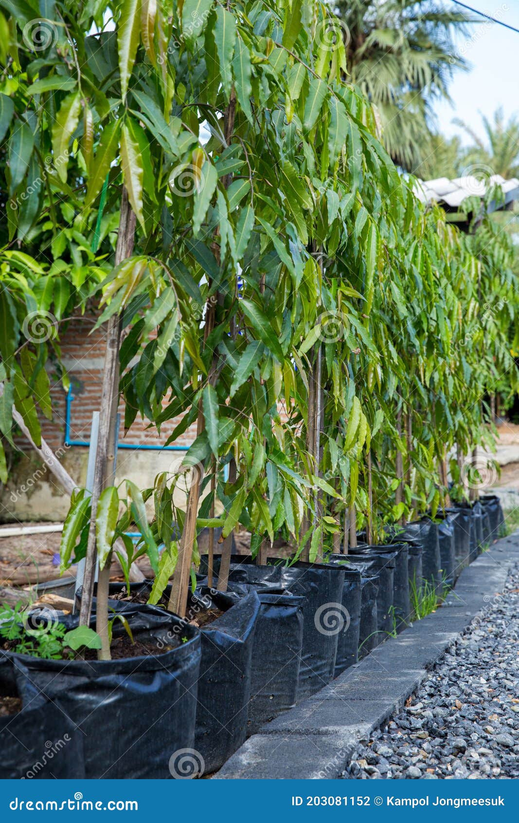 Planted Mango Trees for Sale Stock Photo Image of growth, growing