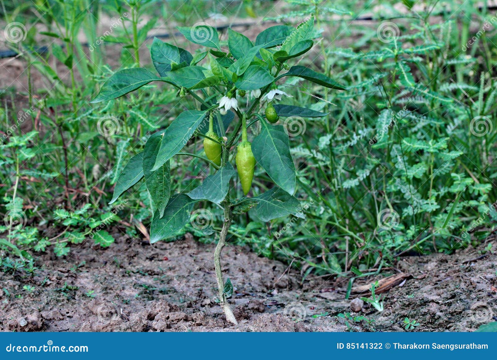 Planted Paprika through a Water Pipe through. Stock Photo Image of