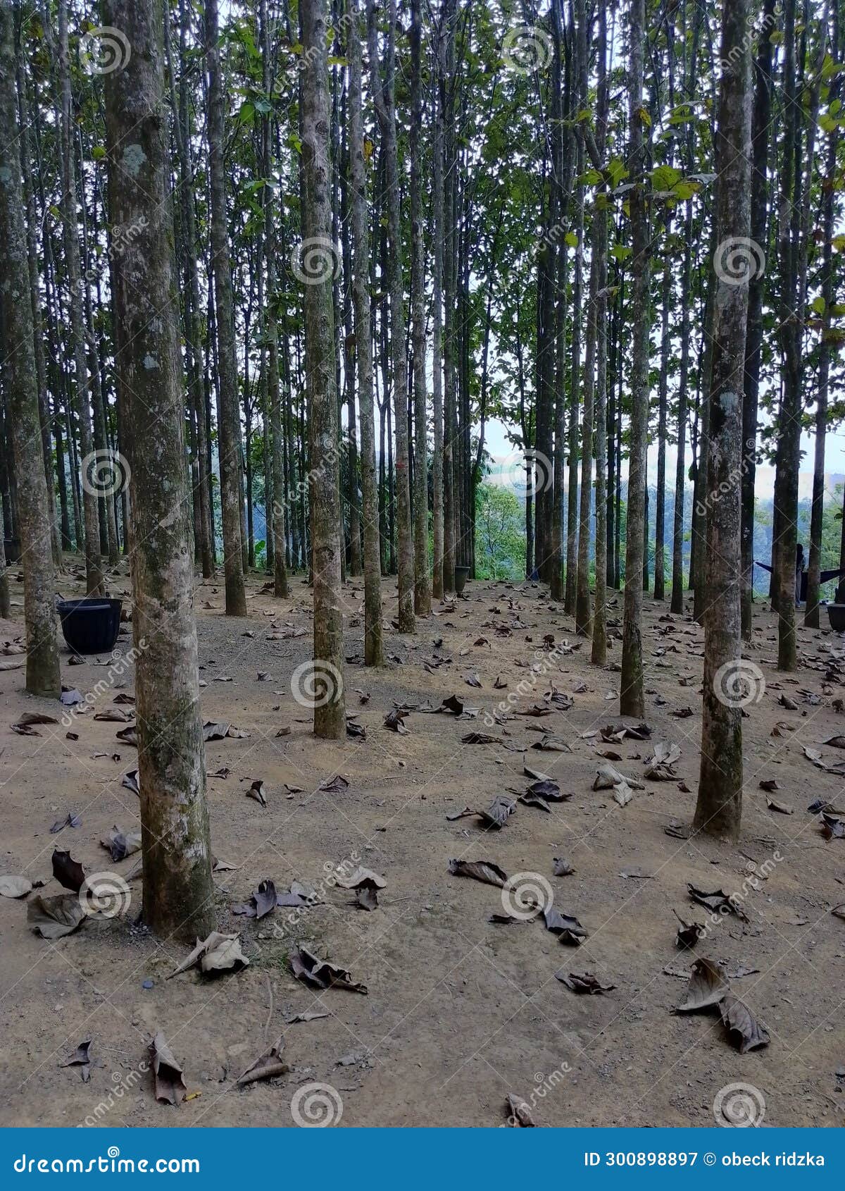 The Planted Teak Trees are Neatly Arranged Stock Image Image of