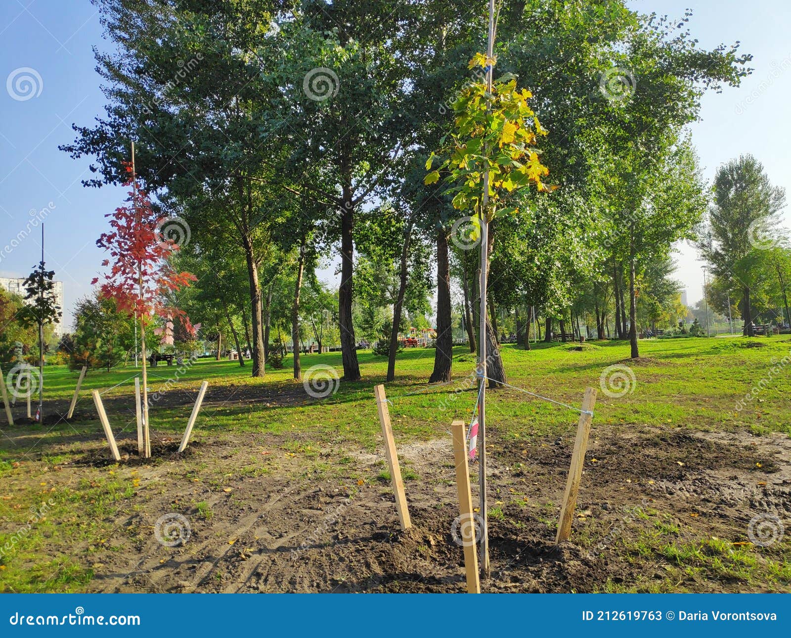 planted trees in a row in city park at spring in sunny day, ecology concept