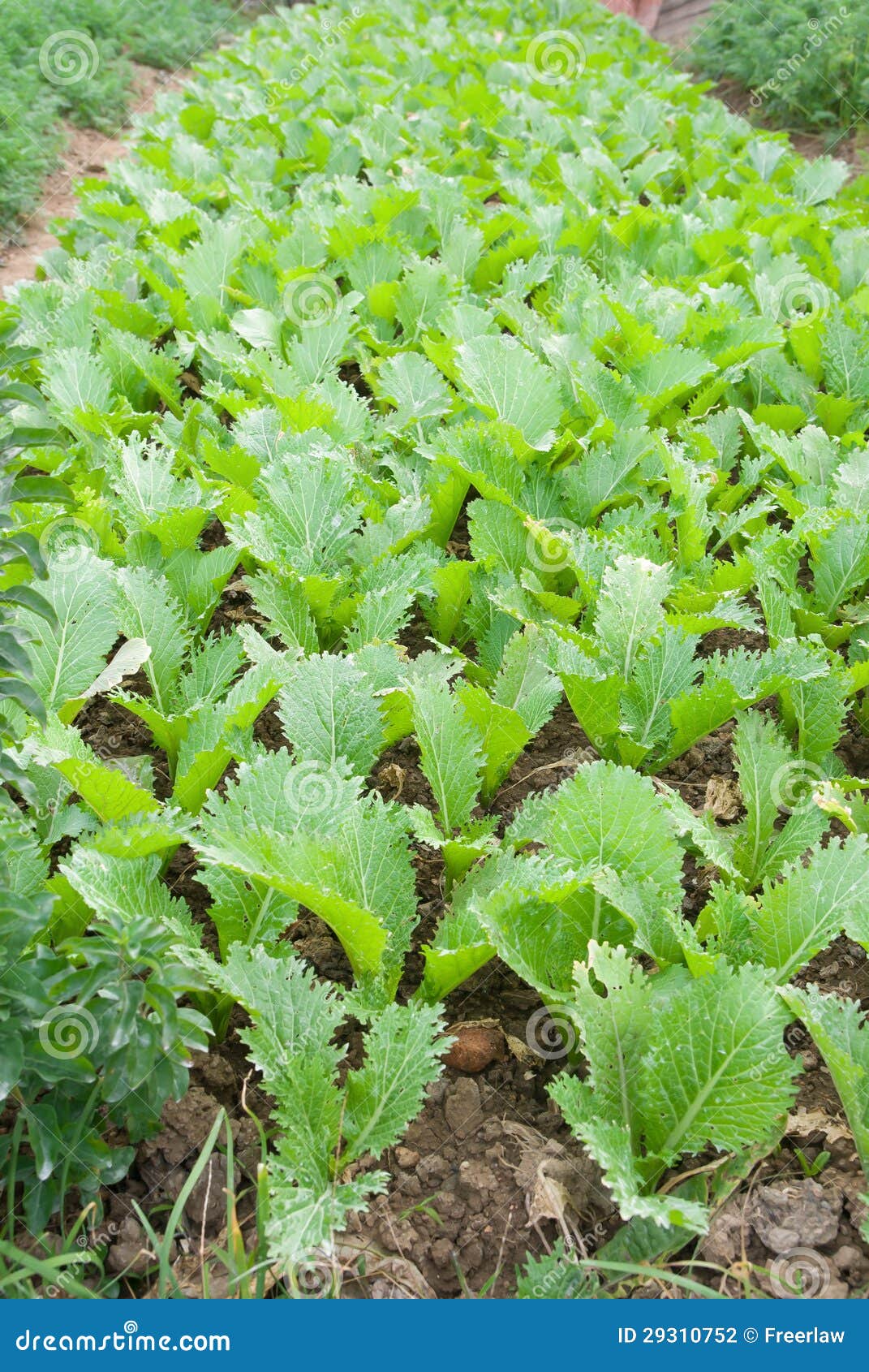 Planted vegetable stock photo. Image of countryside, diet 29310752