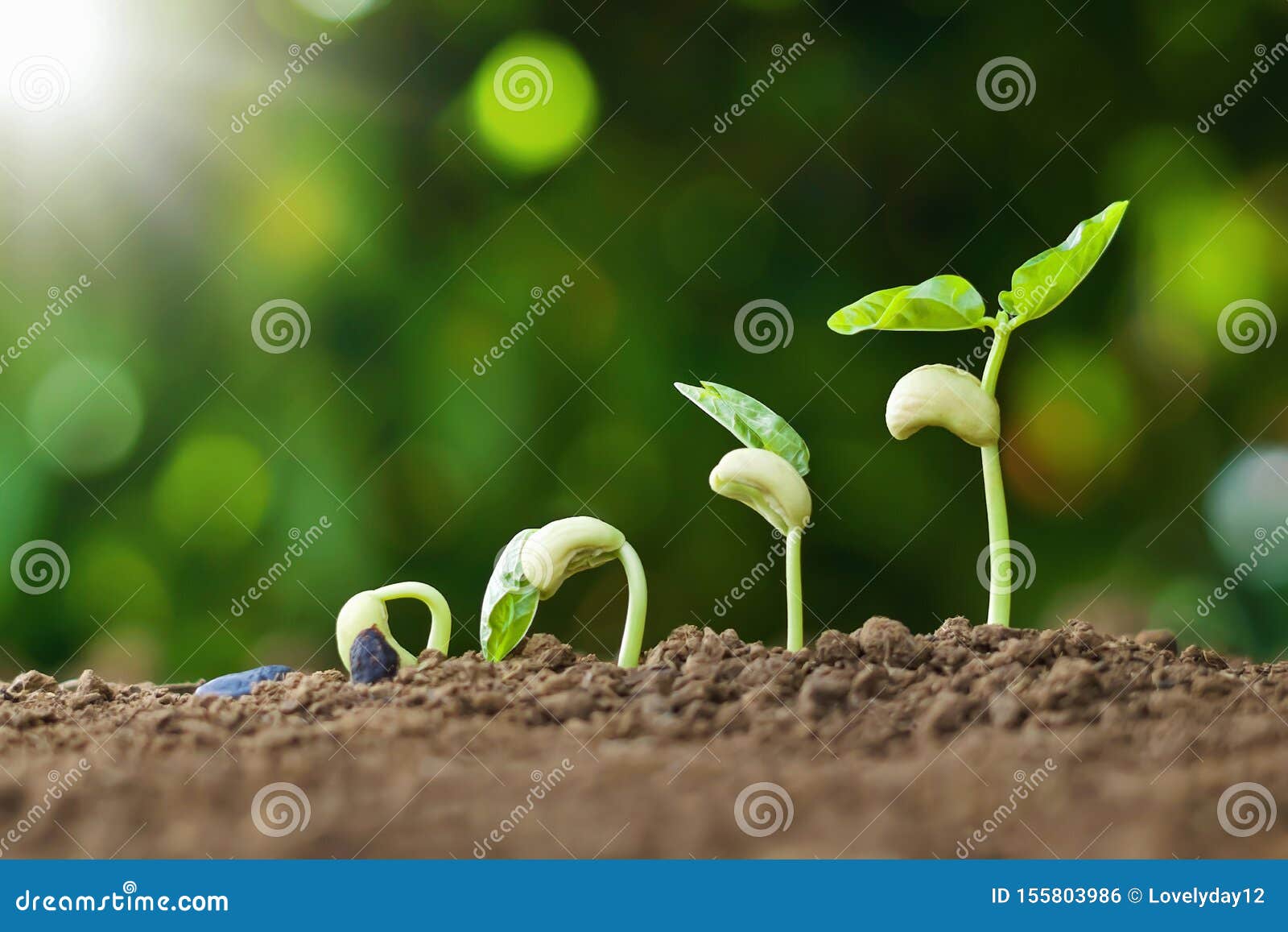 Planter Le Concept De L'Ã©tape De Culture Des Graines Dans Le Jardin Et La  LumiÃ¨re Du Soleil. IdÃ©e D'agriculture Photo stock - Image du frais, lame:  155803986