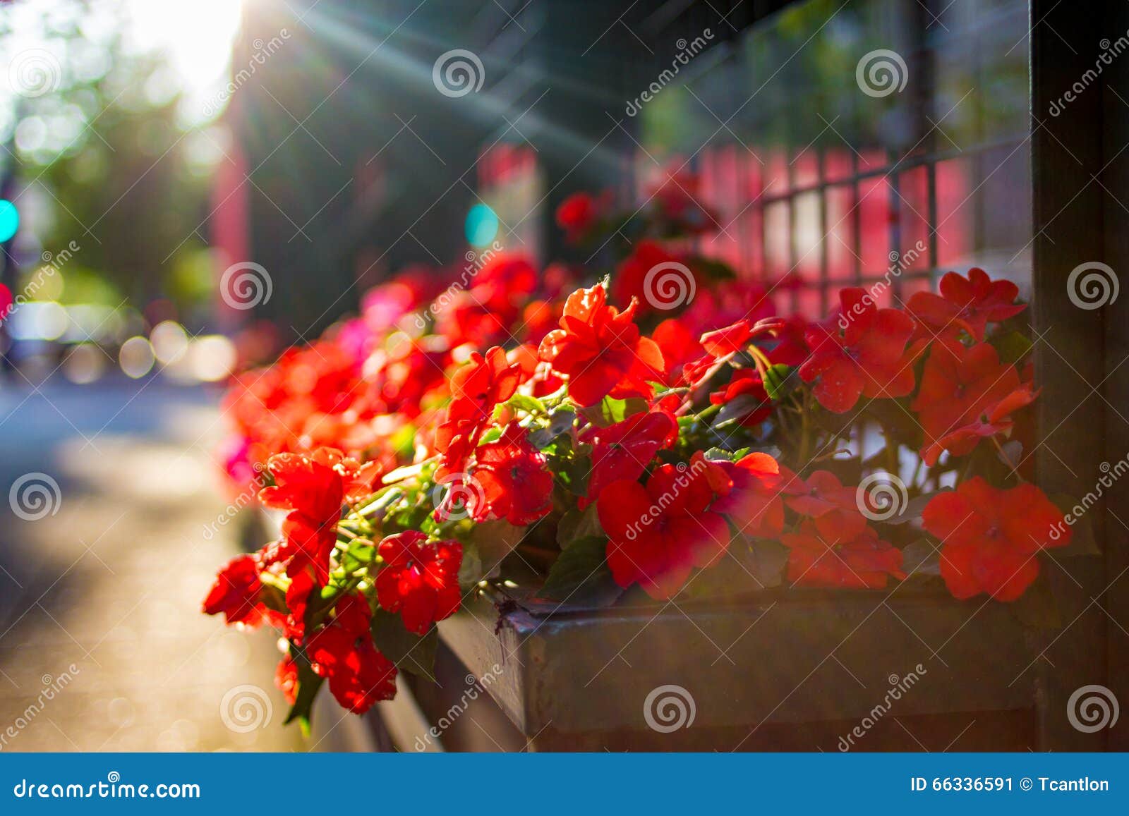 planter with red flowers