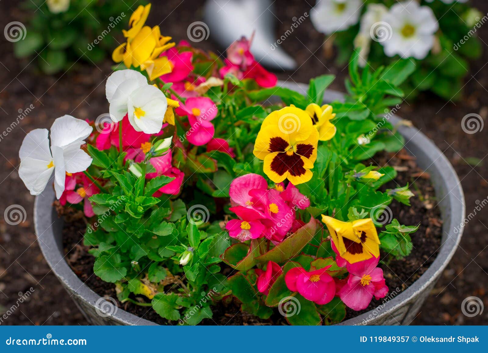 Planter with Yellow Pansies and Other Flower Stock Image - Image of ...