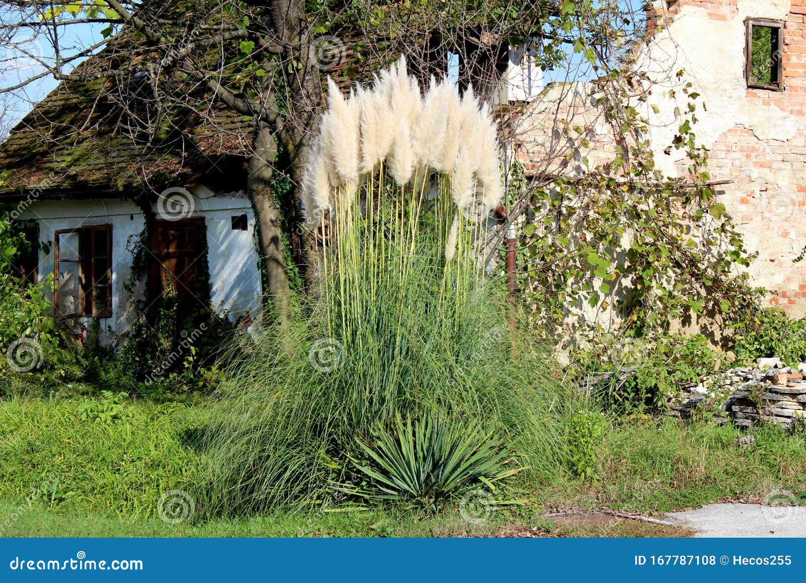 Plantes à Fleurs Grande Herbe De La Pampa Ou De Selloana Cortaderia  S'élevant Comme La Brousse Devant La Ruine Abandonnée De La P Photo stock -  Image du cheminée, croissance: 167787108