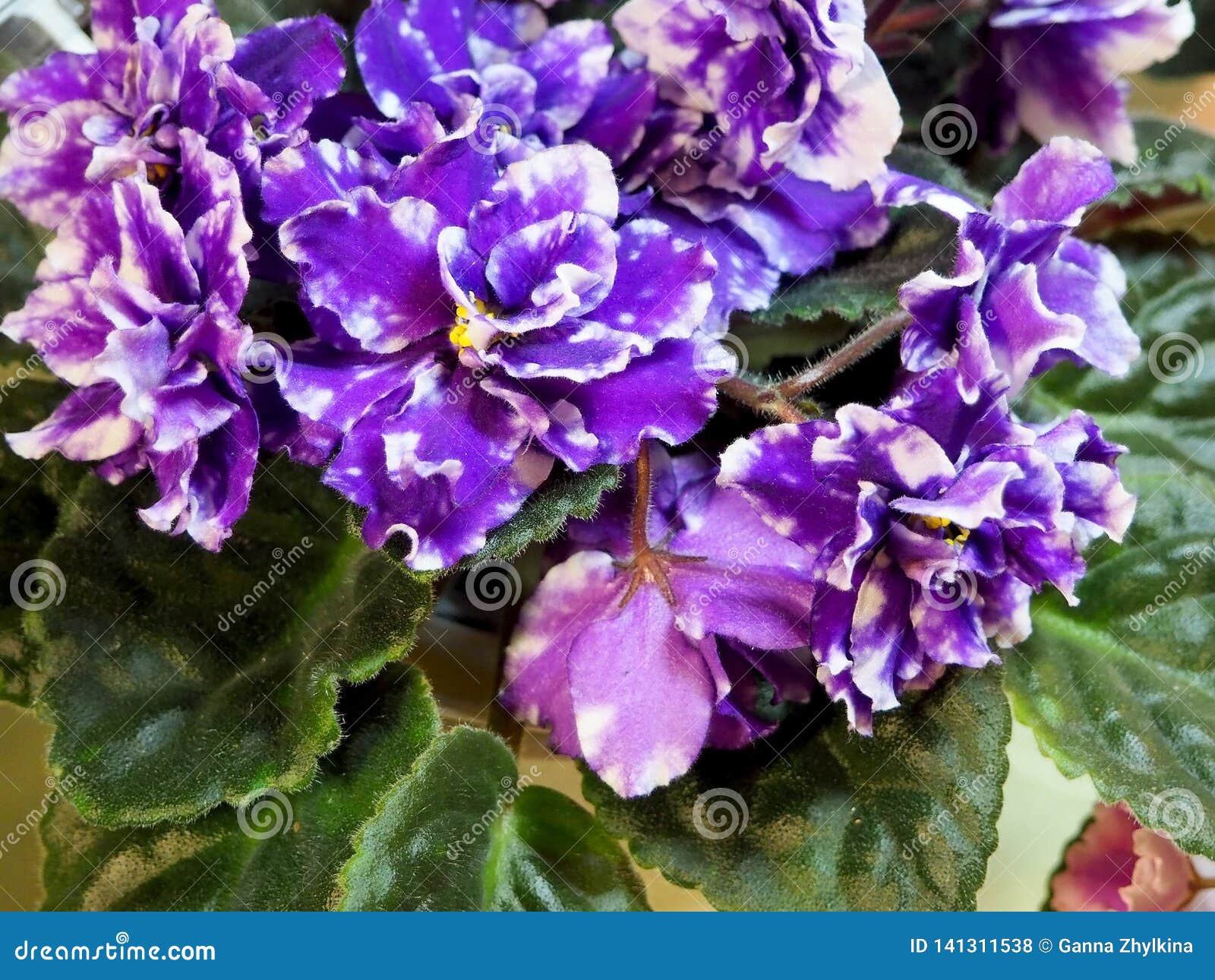 Plantes D'intérieur De Floraison, Violettes De Fleurs Photo stock - Image  du maison, frais: 141311538