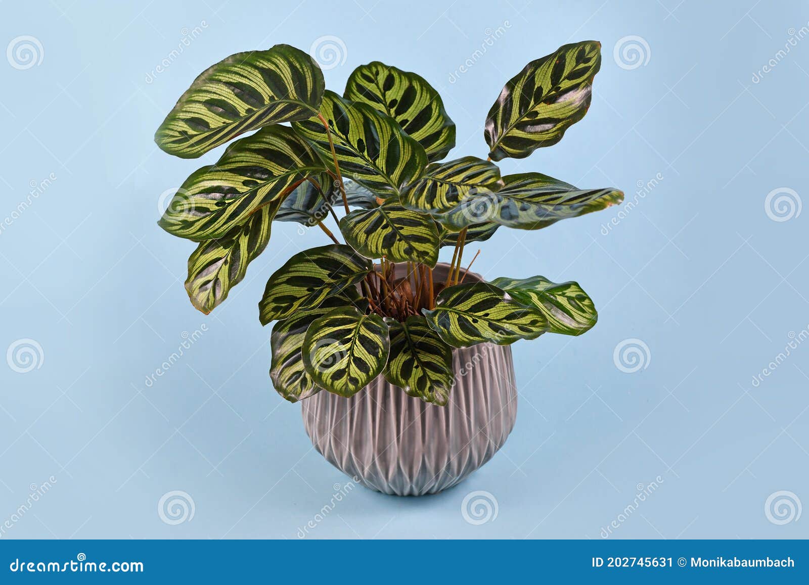 Calathea Makoyana - Plantes d'intérieur