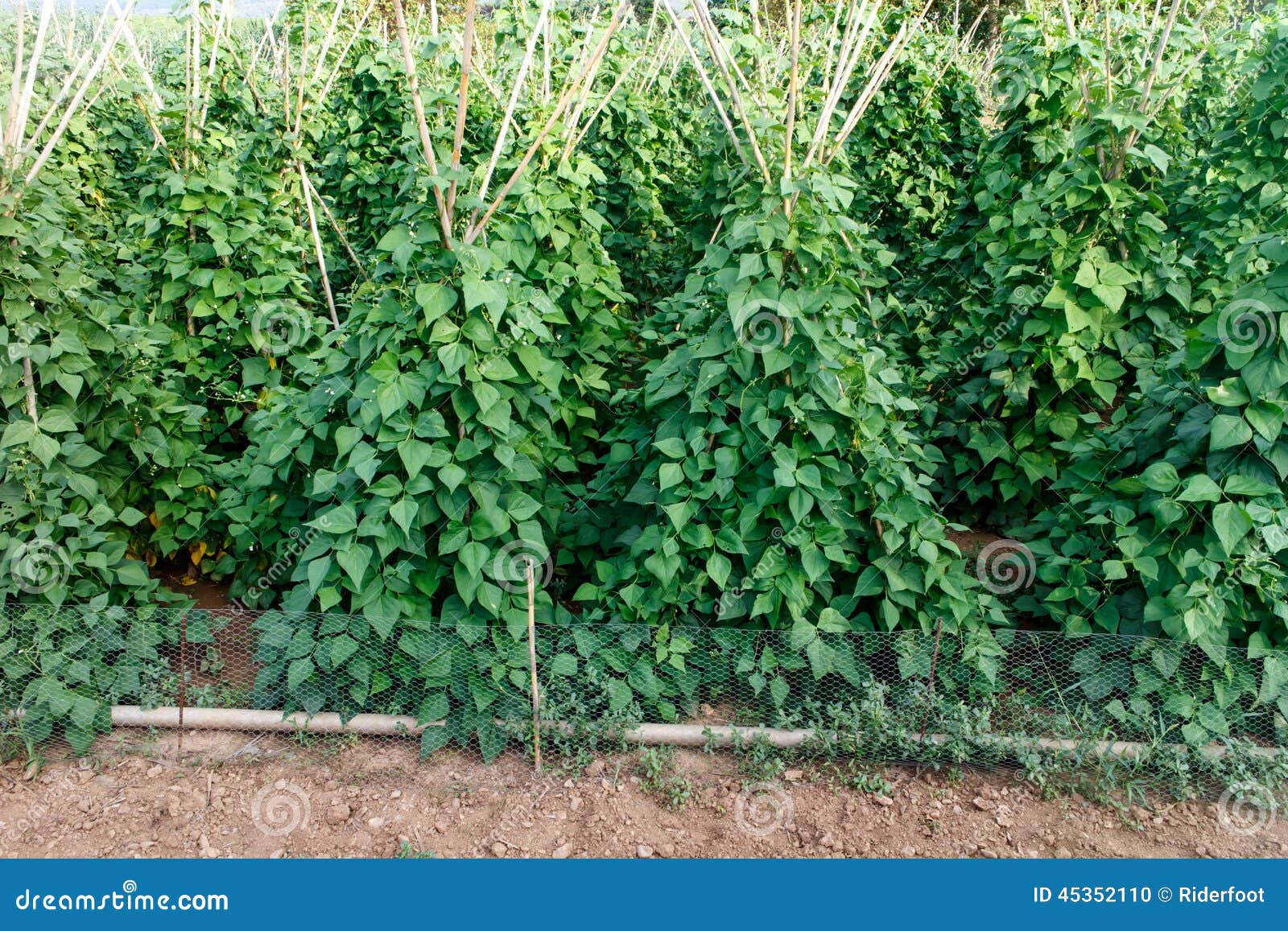 planter les haricots verts