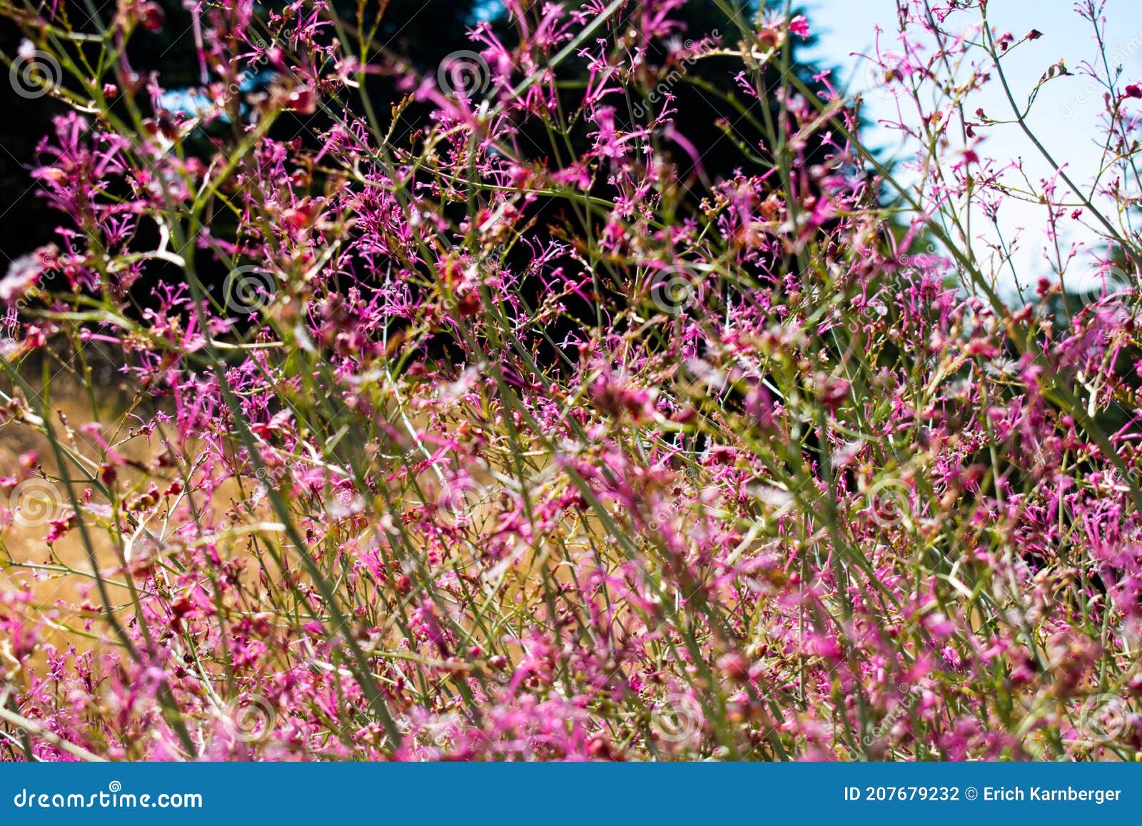Plantes Sauvages Violettes Dans Une Montagne Méditerranéenne Photo stock -  Image du flore, botanique: 207679232