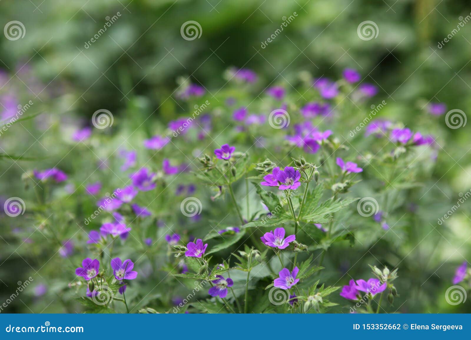 Plantes Vertes Et Fleurs Violettes Photo stock - Image du floral, beauté:  153352662