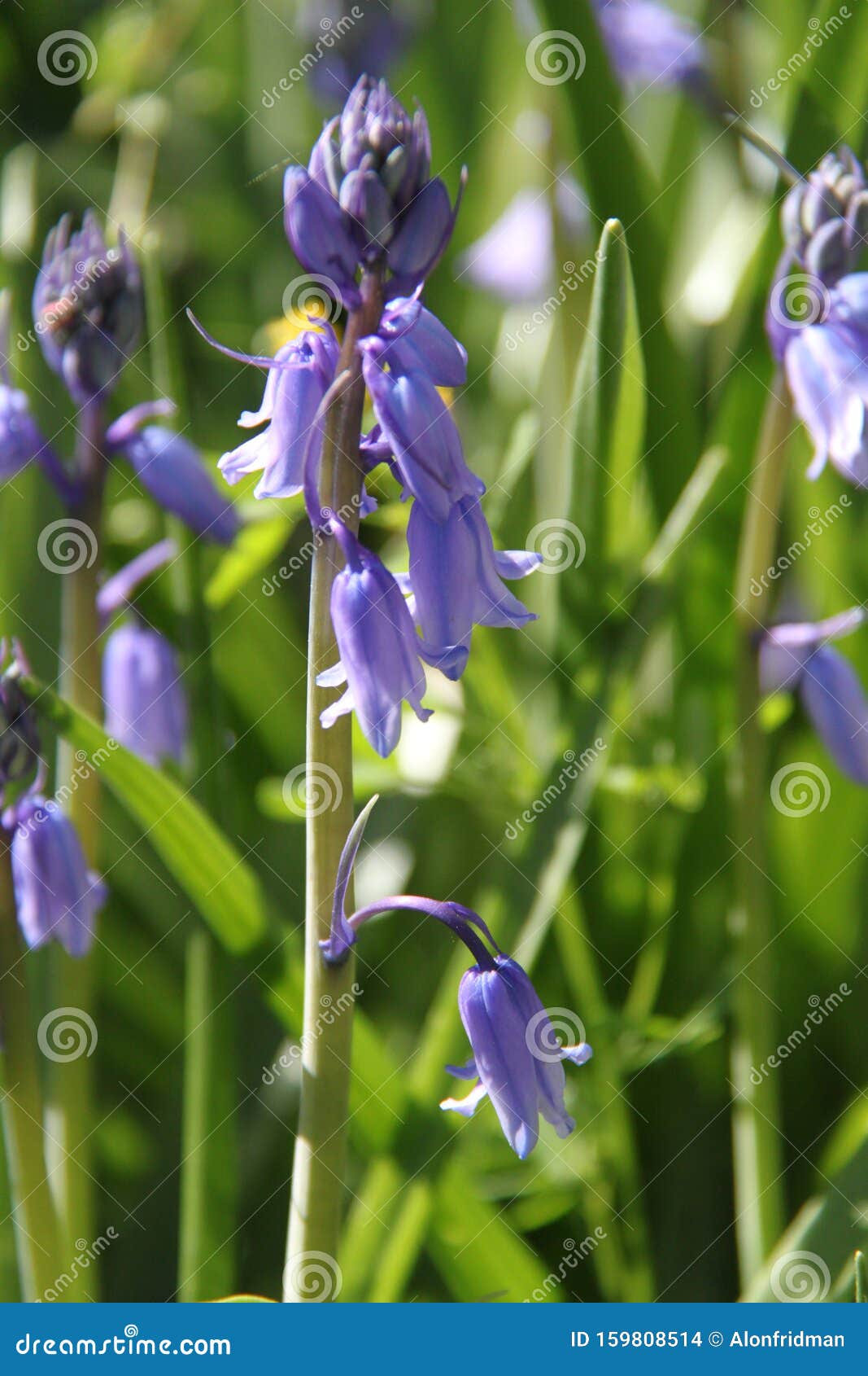 Plantgoed Met Paarse Bloemen Stock Foto - Image Of Klokken, Bloem: 159808514