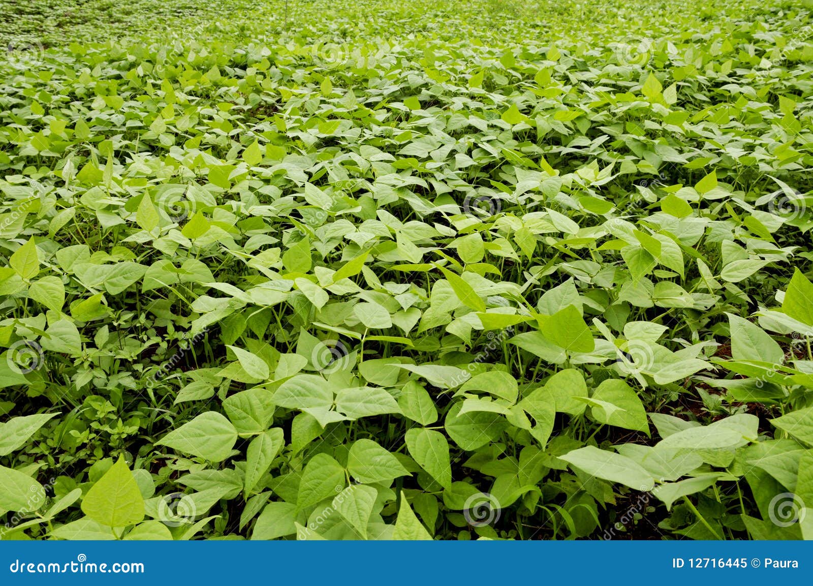 Planting Beans stock image. Image of growth, close, focus 12716445