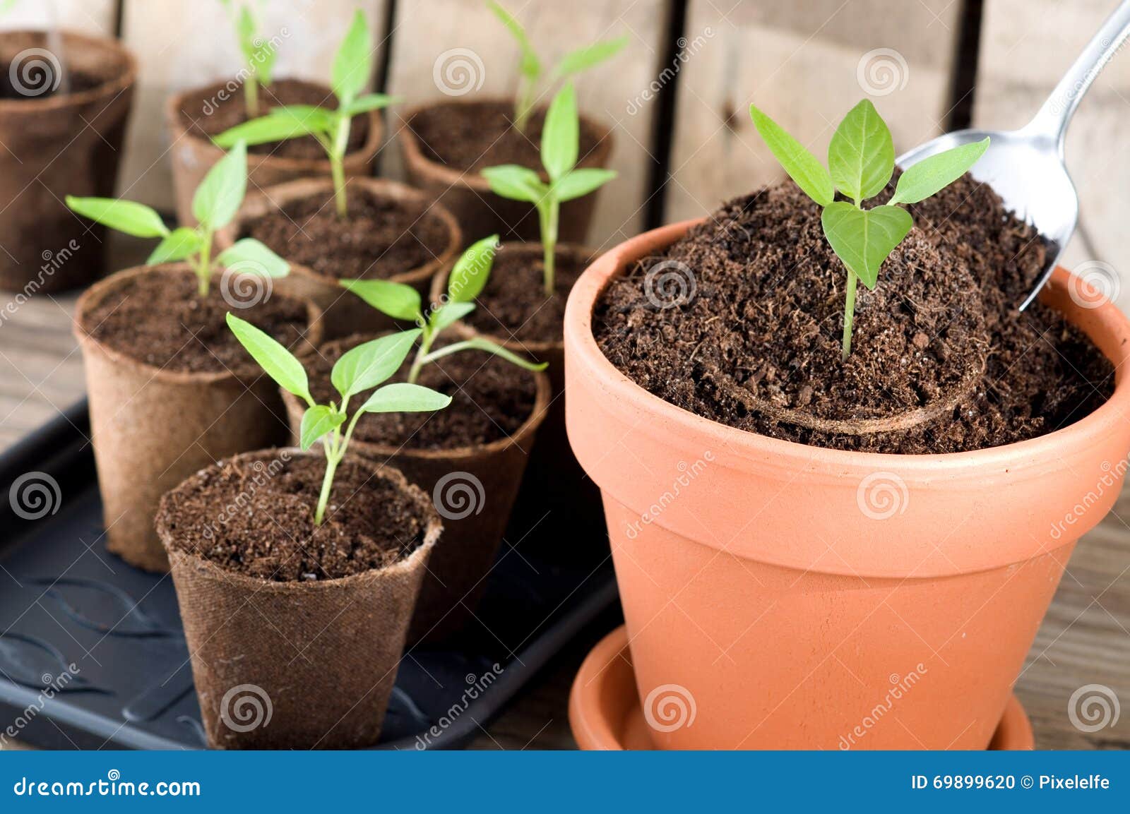 planting bell pepper seedlings bonnie planting bell pepper seedlings bonnie