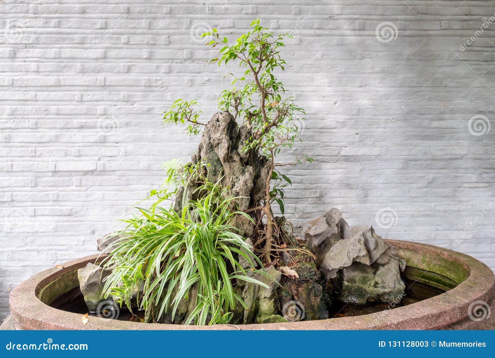 Planting Bonsai with Rock in Vase Stock Image Image of japanese