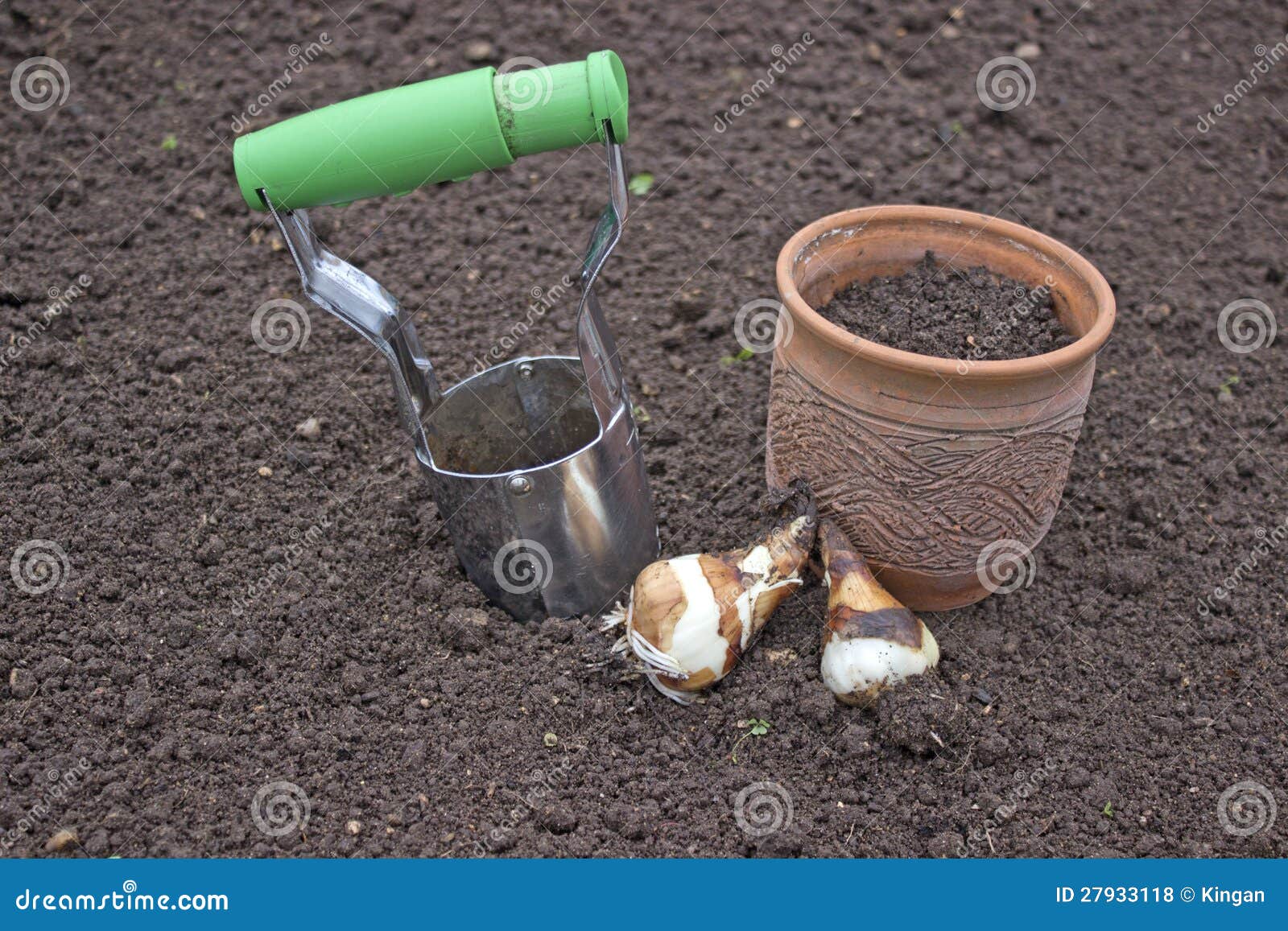 Planting bulbs daffodils stock photo. Image of sowing 27933118