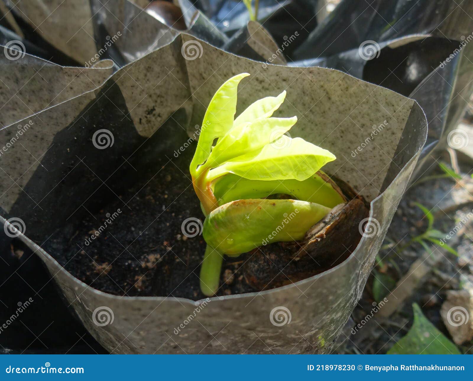 Planting Cashew Nuts in Black Bags Stock Photo Image of crops, diet