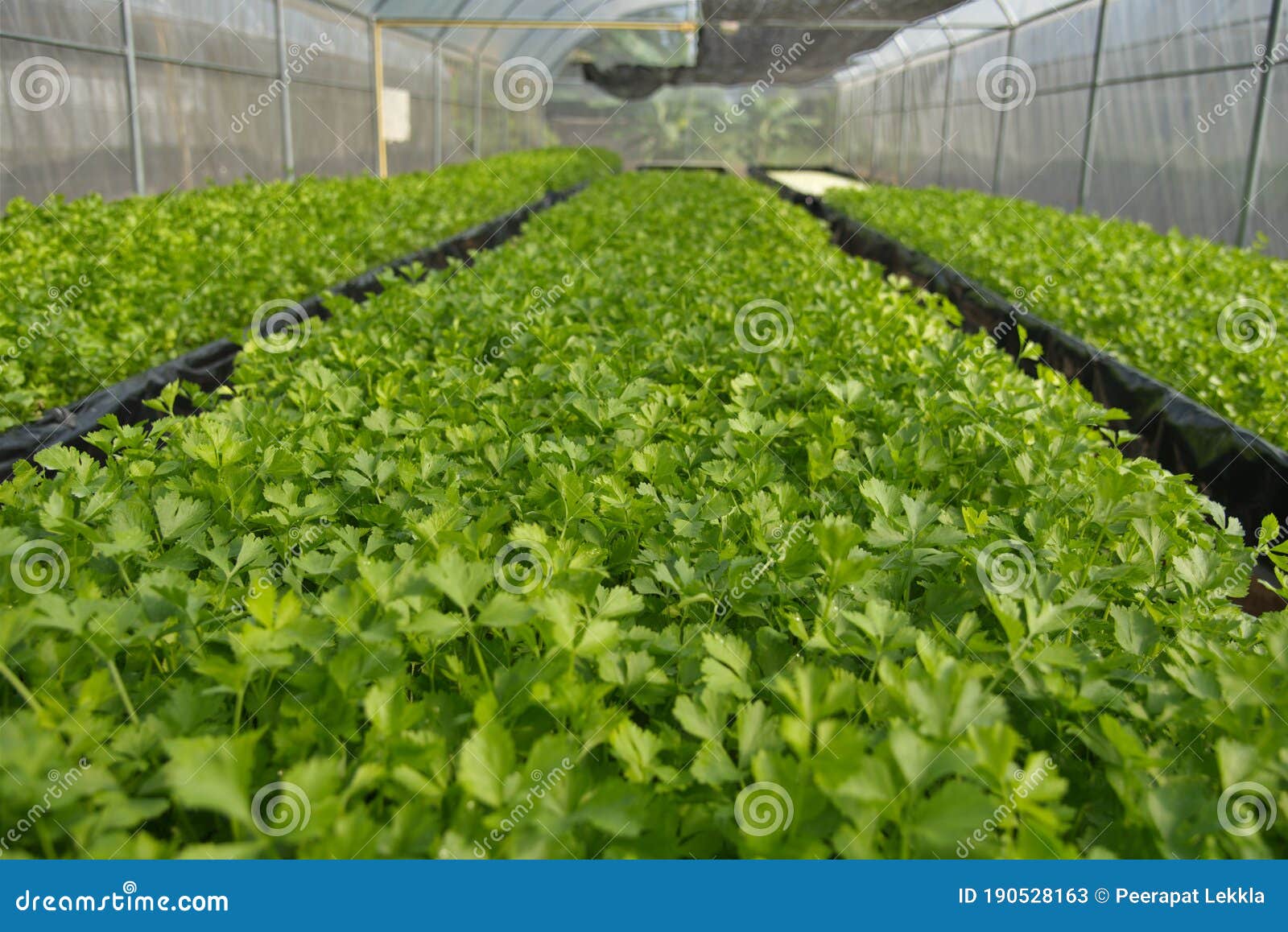 Planting of Celery in Greenhouse Via the Dynamic Root Floating