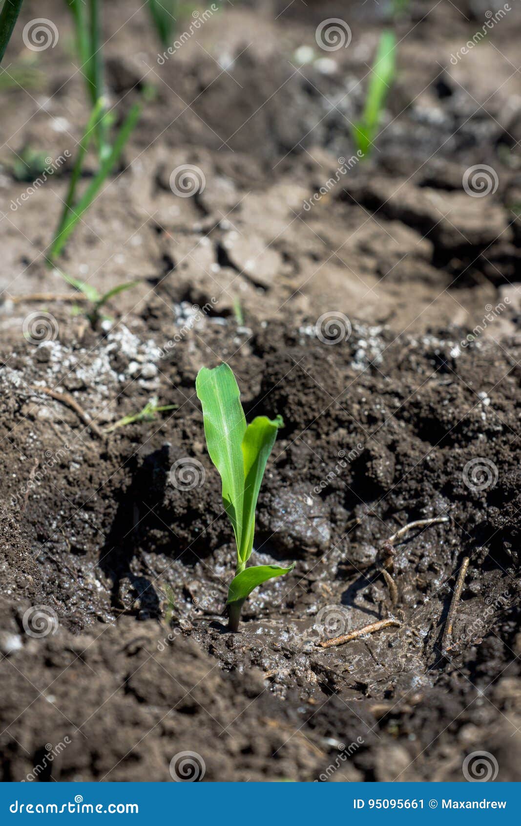 Planting Corn On The Garden Bed Stock Image Image Of Life Plant