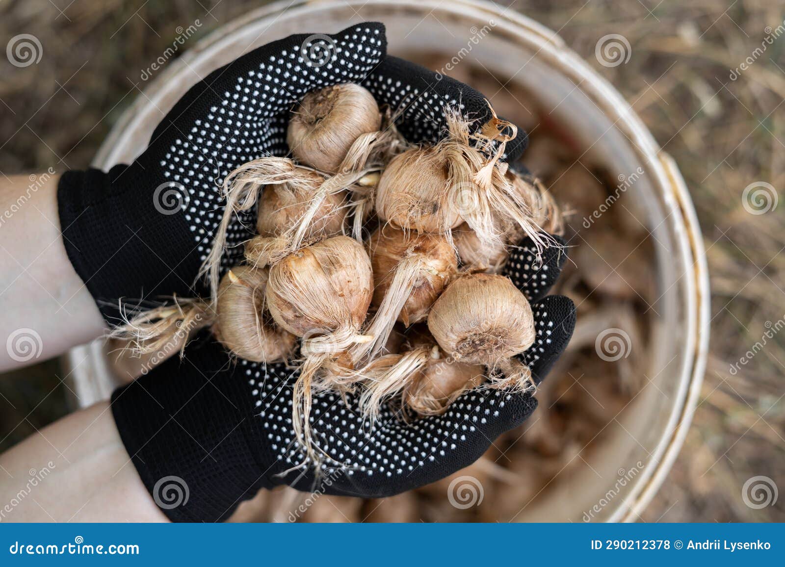Planting Crocus Bulbs. Saffron Bulbs in the Hands of a Farmer, Closeup