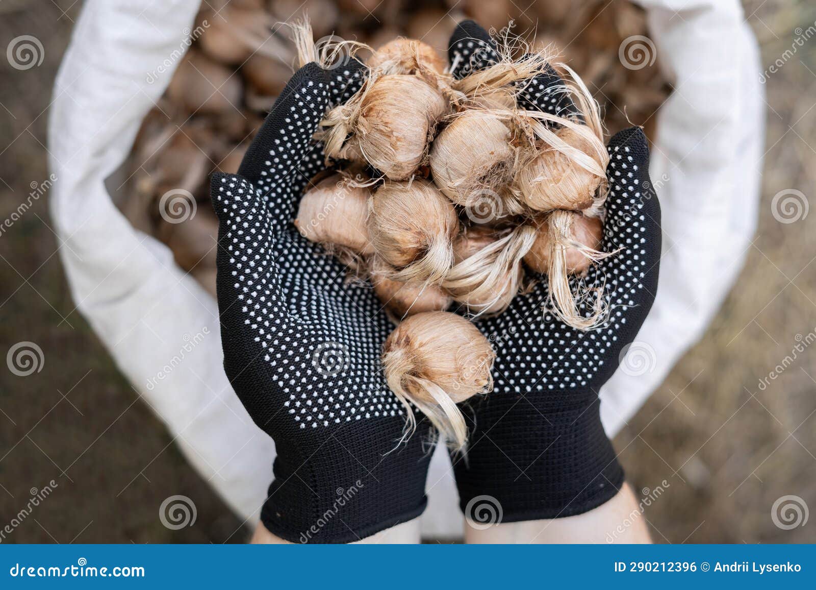 Planting Crocus Bulbs. Saffron Bulbs in the Hands of a Farmer, Closeup
