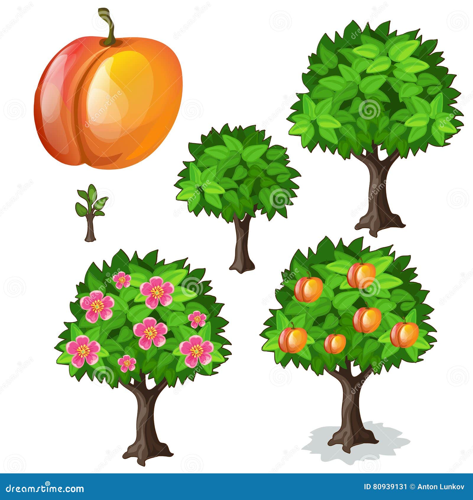 Planting and Cultivation of Apricot. Vector Stock Vector Illustration