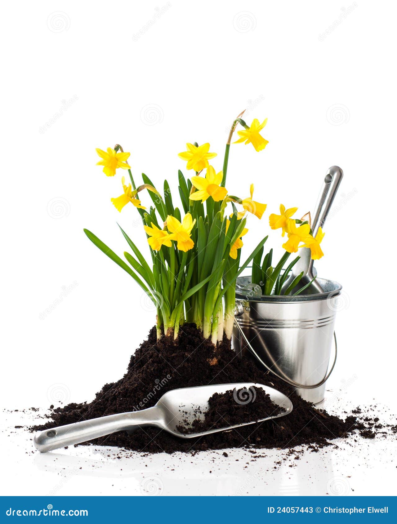 Planting Daffodils stock image. Image of flowers, soil 24057443