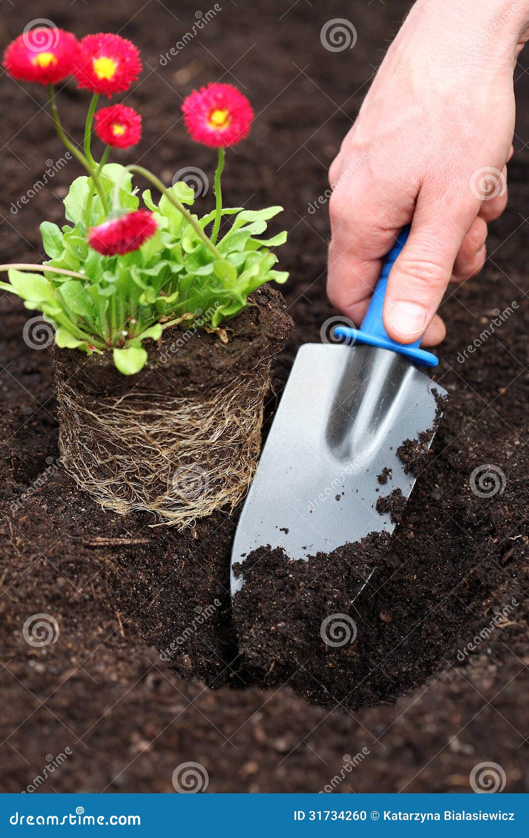 Planting daisy seedling stock photo. Image of green, colour 31734260