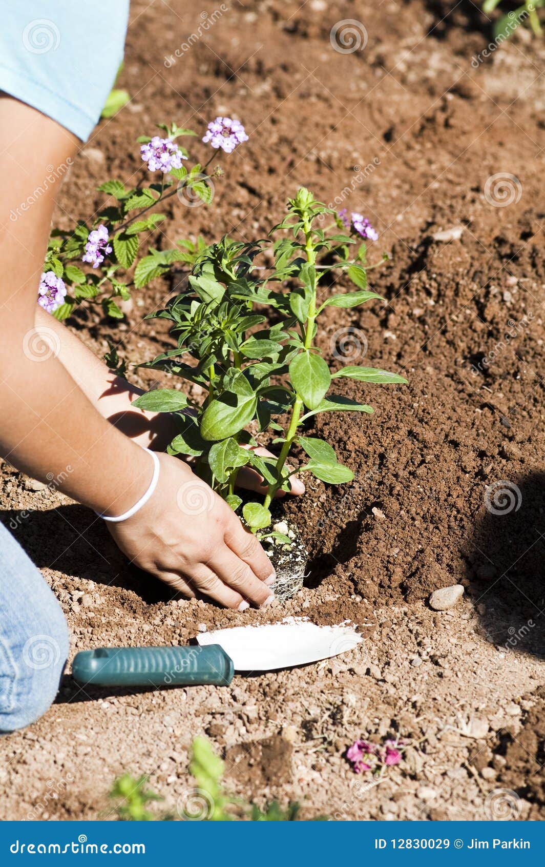Planting a flower garden stock image. Image of dirt, spring 12830029