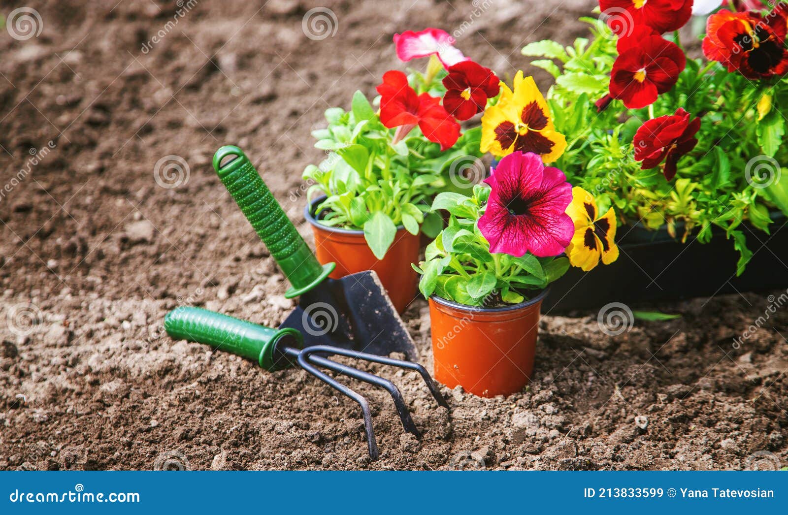 Planting a Flower Garden, Spring Summer. Selective Focus Stock Image