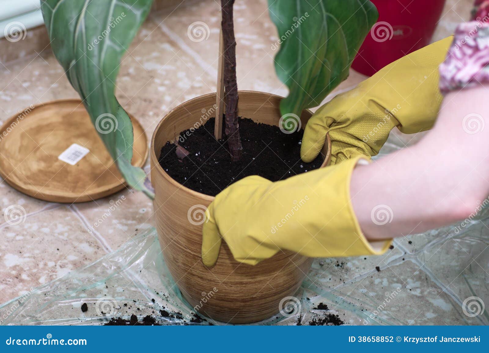 Planting a flower. stock photo. Image of female, garden 38658852