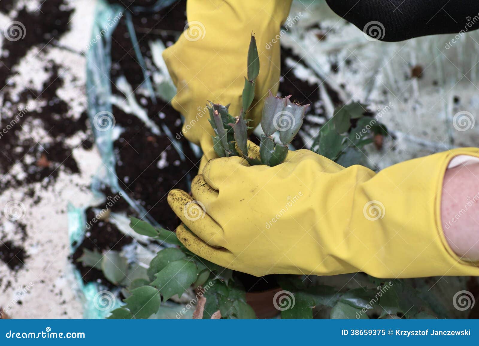 Planting a flower. stock image. Image of female, indoor 38659375