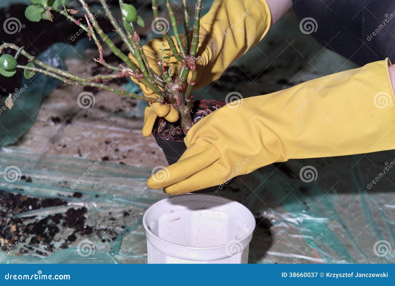 Planting a flower. stock image. Image of people, indoor 38660037