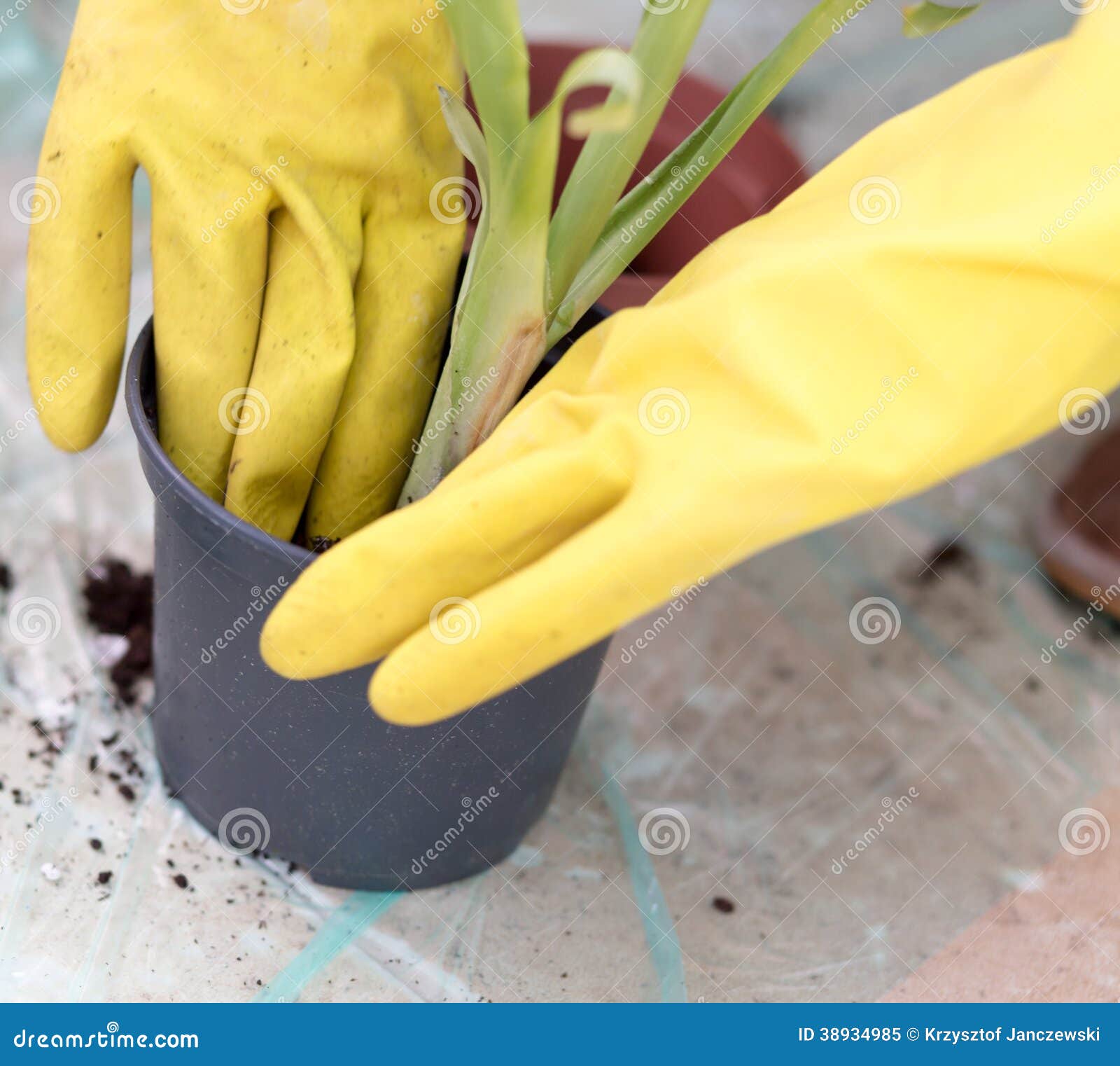 Planting a flower. stock image. Image of flowerpot, parts 38934985