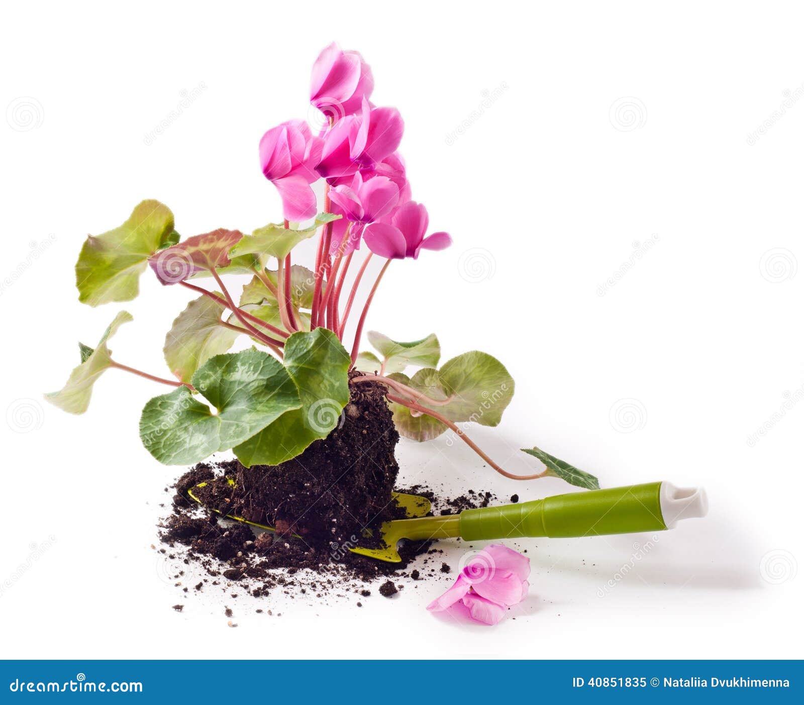 Planting flowers. Gardening, planting the pink cyclamen flowers