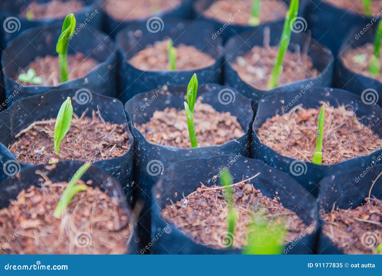 Planting Green Coconut Growth in a Black Bag Stock Image Image of germinating, farmer 91177835
