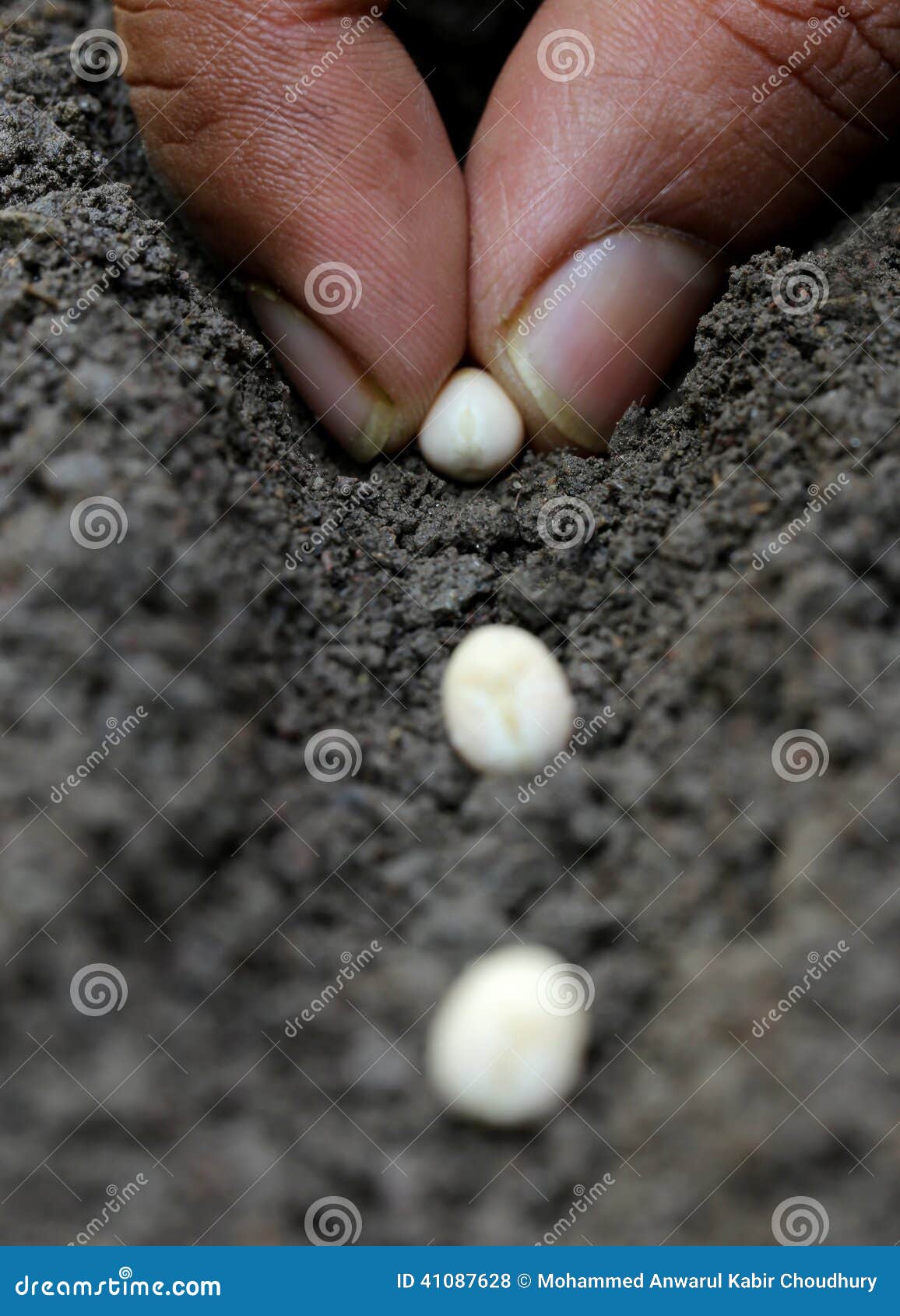 Planting green peas stock photo. Image of agriculture 41087628