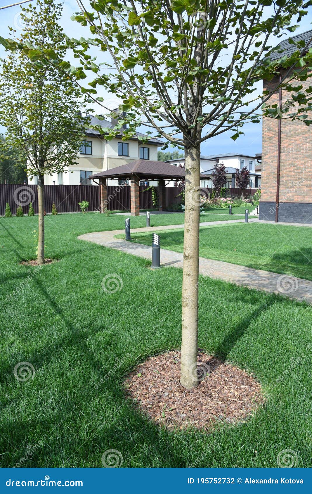 young tree trunk planting in mulching pine bark wood cheeps