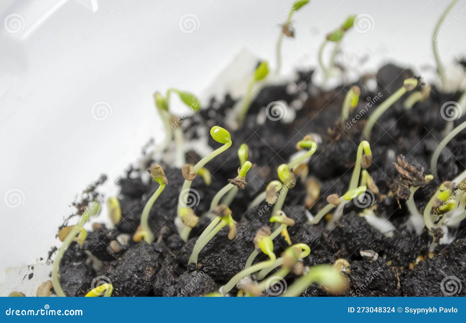 Planting Material Cabbage Seedlings are Small. Cabbage Seedlings in