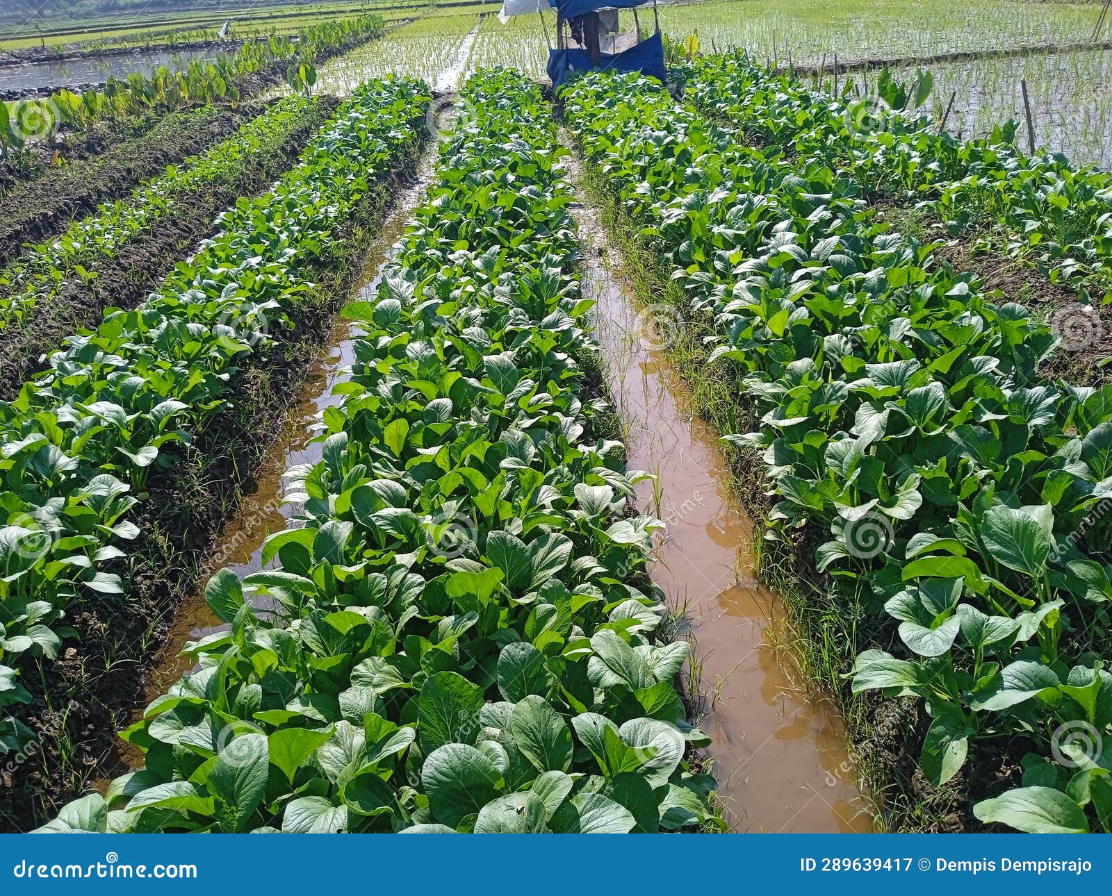 Planting Mustard Greens in the Fields Stock Image Image of plantation