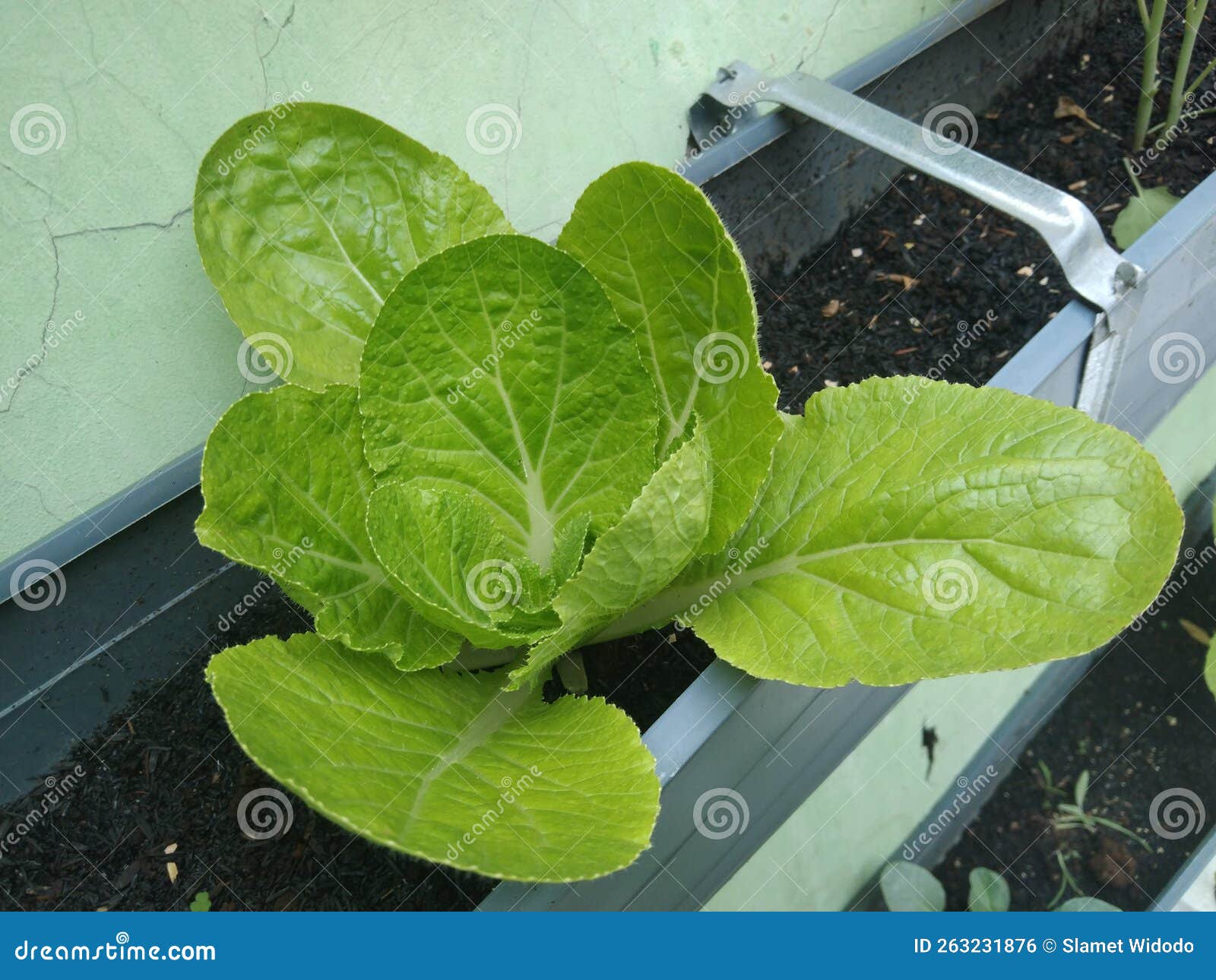 Planting mustard plants stock photo. Image of produce 263231876