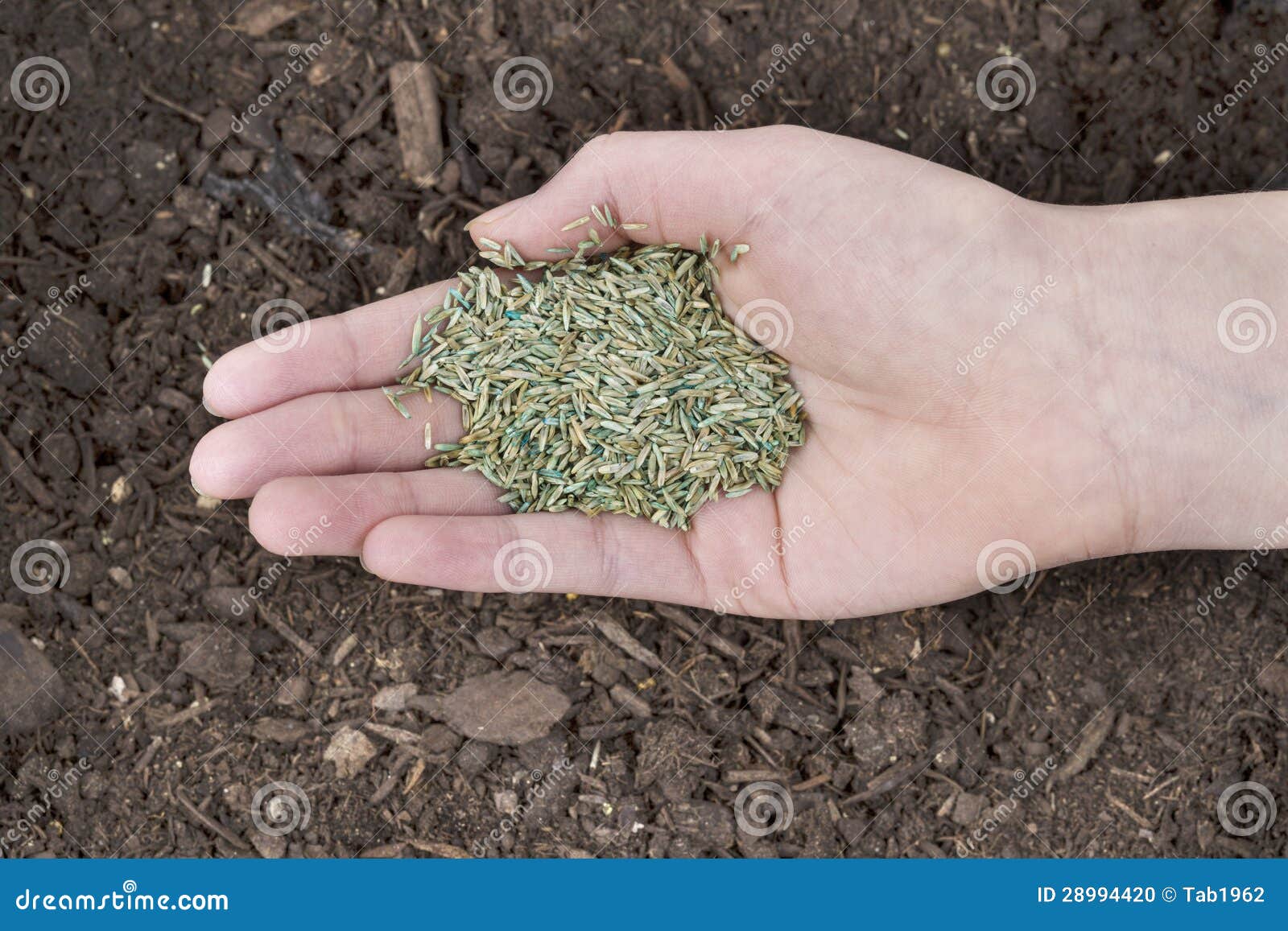 Planting New Grass Seed stock photo. Image of seasonal 28994420