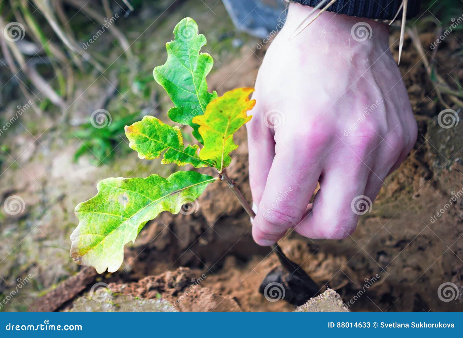 Planting Oak Seedling stock image. Image of acorn, life 88014633