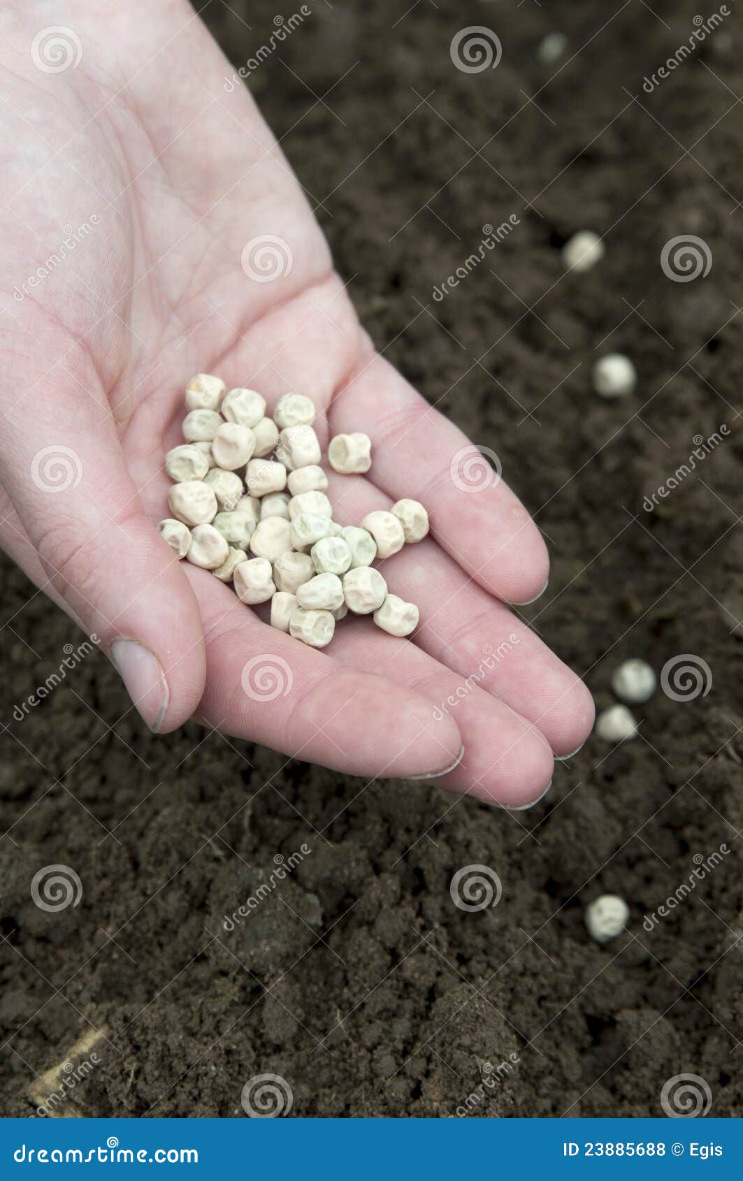 Planting peas stock photo. Image of gardening, vitamin 23885688