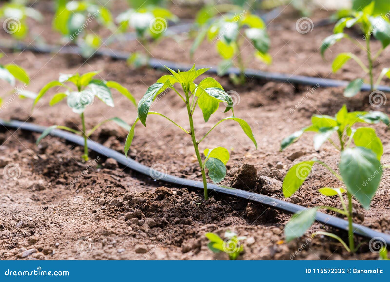 Planting Pepper in Greenhouse. Stock Photo Image of pepper, seedling
