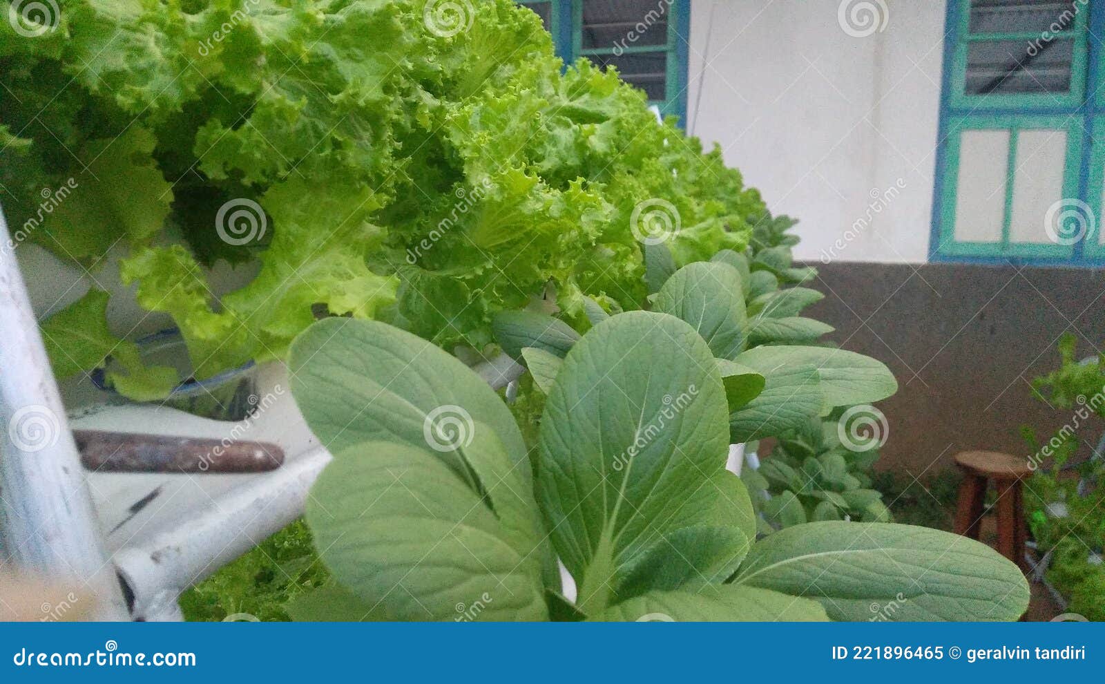 Planting Peppers and Lettuce with a Drip Irrigation System and