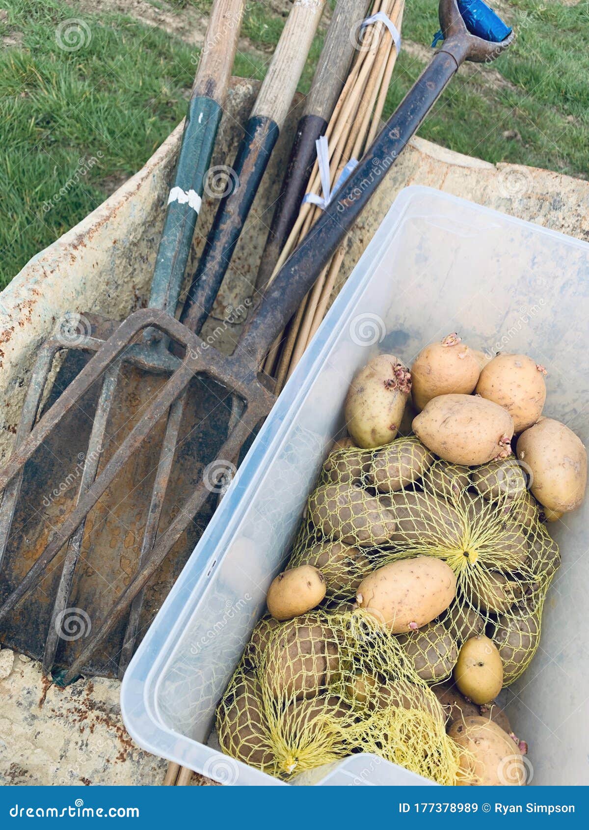 Planting Potatoes in a Wheelbarrow Stock Image Image of carbon, grow