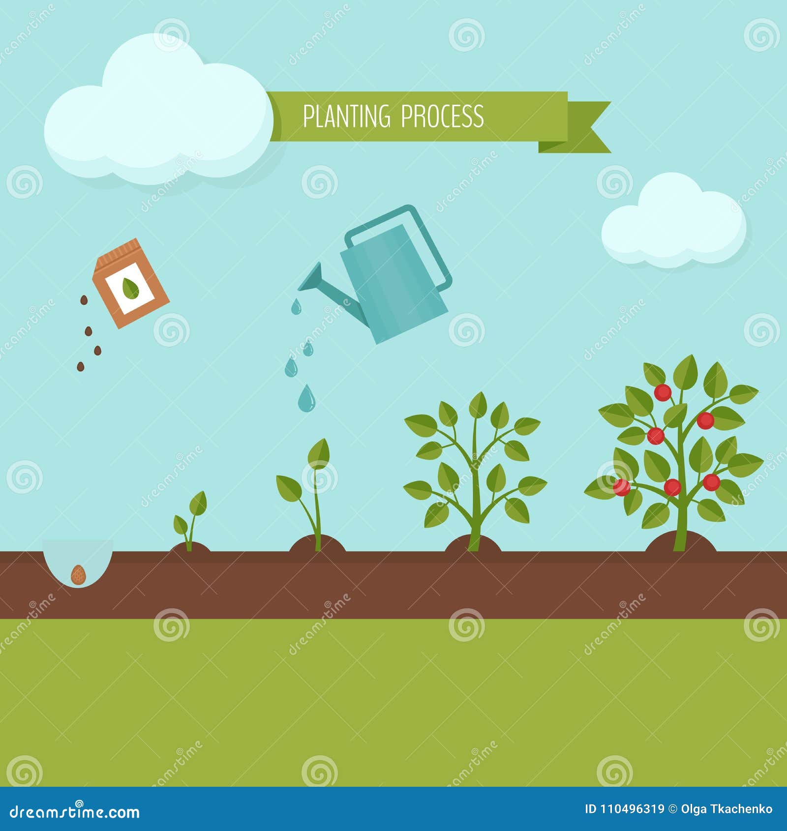 Planting Process Infographic. Growth Stages Stock Vector - Illustration ...