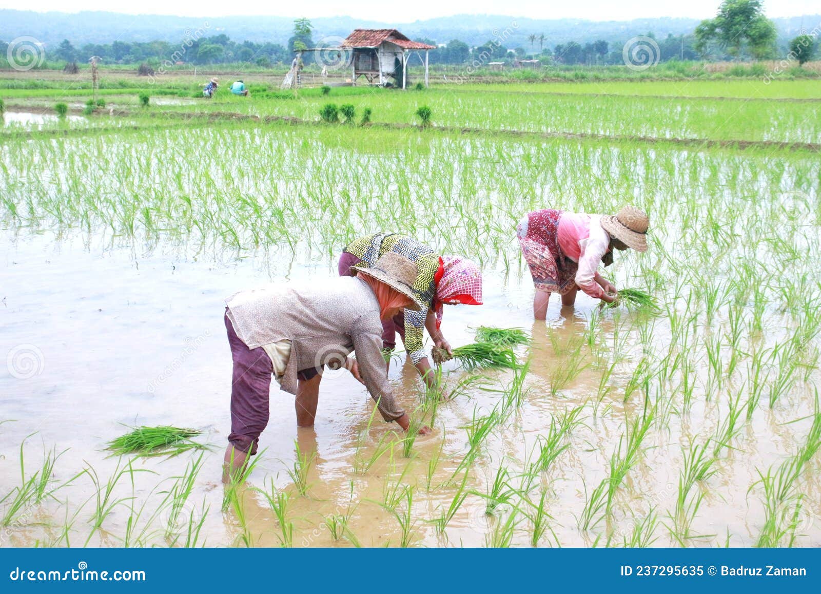 Planting Rice editorial image. Image of java, copy, horizontal 237295635