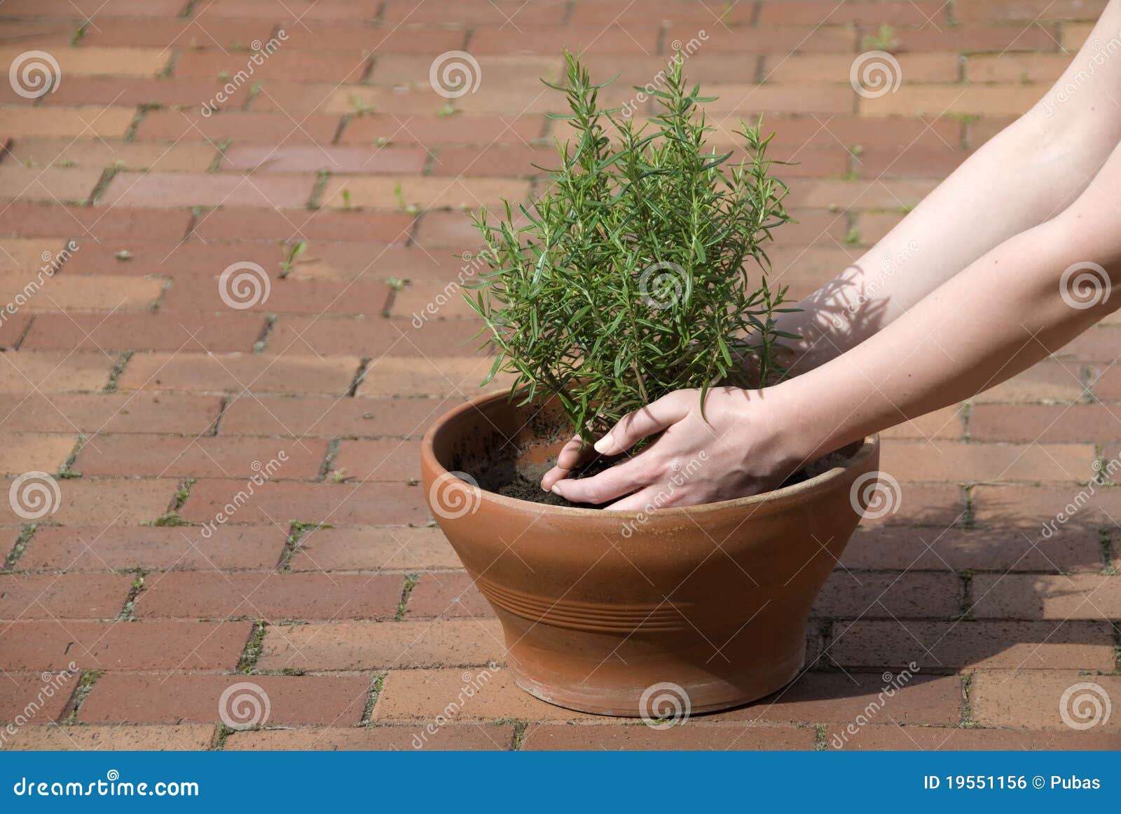 Planting rosemary stock photo. Image of crop, fertilizer 19551156